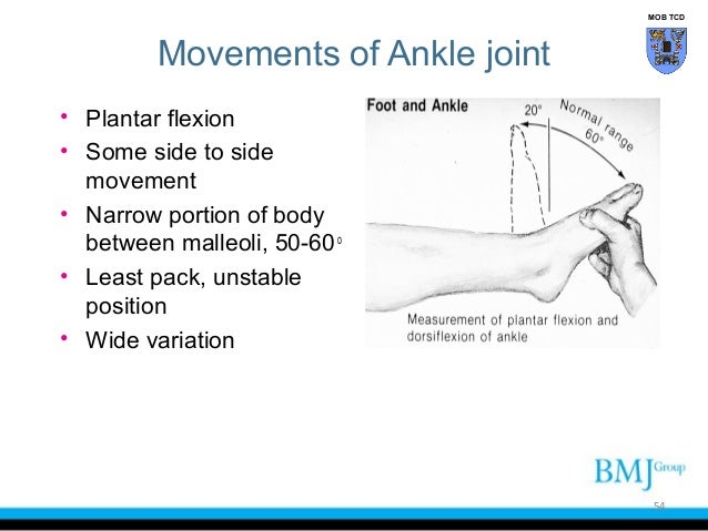 Synovial Hinge Joint Ankle