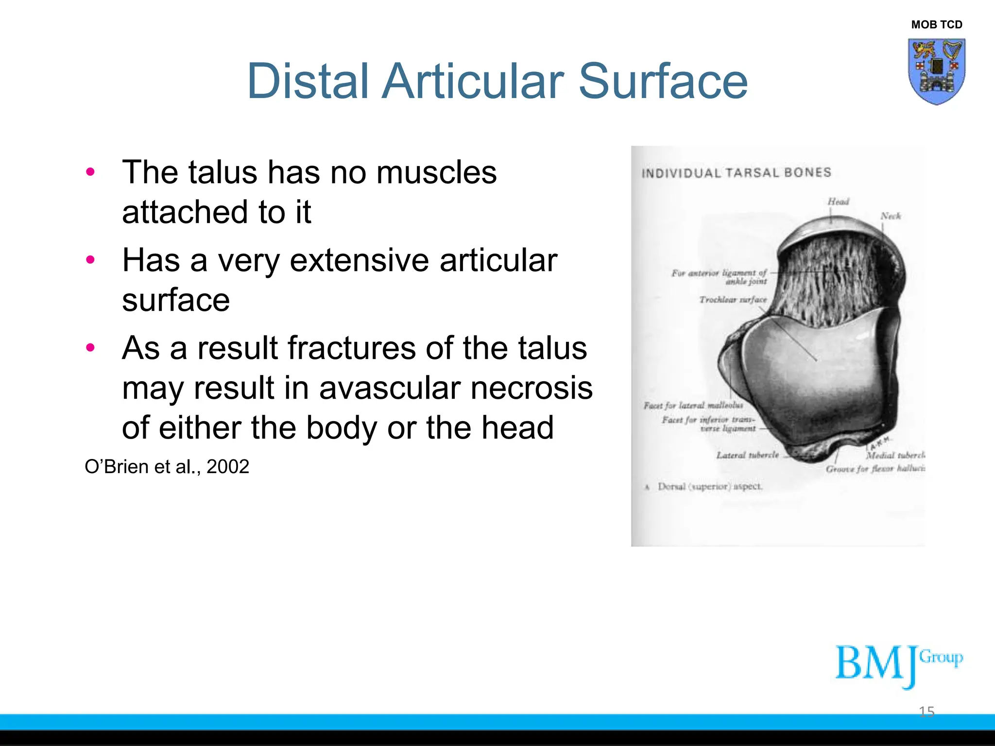 Funtional_Anatomy_of_the_Ankle_Joint_Complex_BMJ.ppt