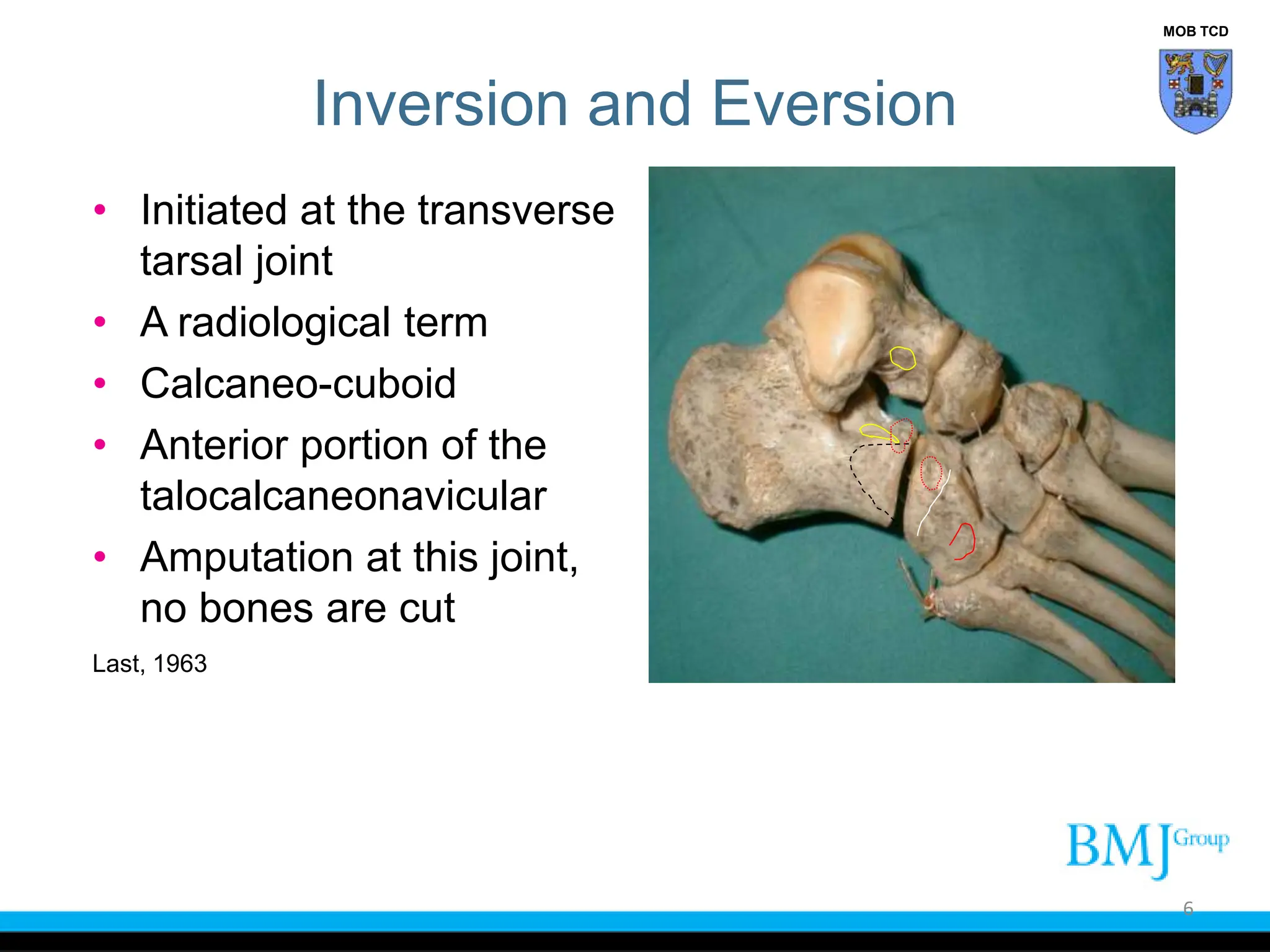 Funtional_Anatomy_of_the_Ankle_Joint_Complex_BMJ.ppt
