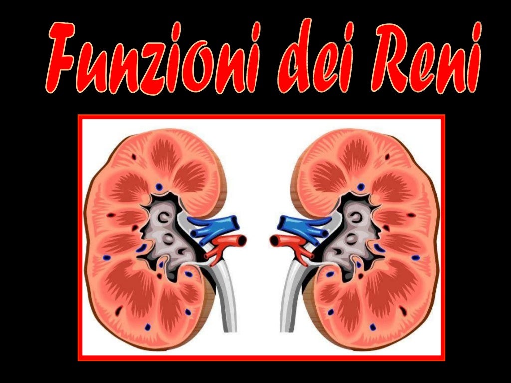Funzioni dei reni
