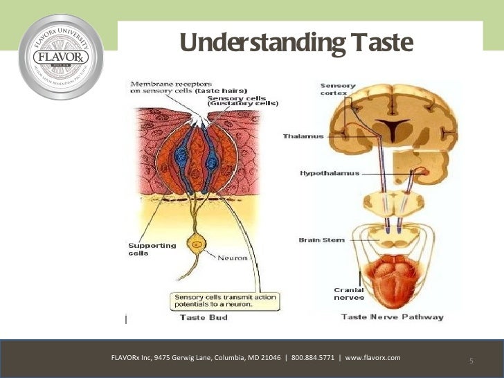 FLAVORx University Physiology Of Taste