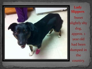 Lady
Slippers
  Sweet
slightly shy
   dog,
 approx. 1
 year old
 had been
dumped in
    the
 country.
 