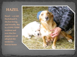 HAZEL
Hazel -- 2 yr old
Dachshund X -
shy but loving
and friendly. She
is a LONG TERM
resident and
now that her
puppies are all
adopted she
needs her
forever home
 