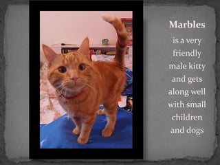 Marbles
 is a very
 friendly
male kitty
 and gets
along well
with small
children
and dogs
 