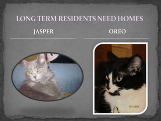 JASPER   OREO
 