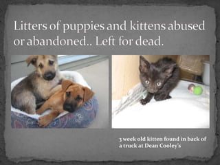 3 week old kitten found in back of
a truck at Dean Cooley’s
 
