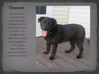 Treasure was
  found on the
 quad trails near
St. Rose tied to a
tree with no food
  or water. Her
  brother sadly
died there, while
 she struggled to
   survive until
  some children
came across them
 and rescued her.
 
