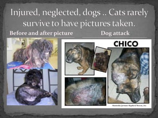 Before and after picture   Dog attack
 