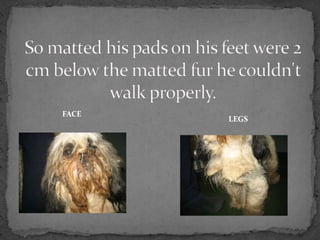 FACE
       LEGS
 