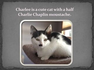 Charlee is a cute cat with a half
 Charlie Chaplin moustache.
 
