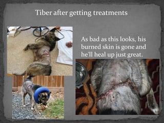 Tiber after getting treatments


              As bad as this looks, his
              burned skin is gone and
              he'll heal up just great.
 