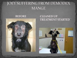 BEFORE   CLEANED UP
         TREATMENT STARTED
 