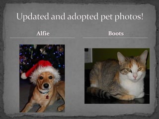 Alfie   Boots
 
