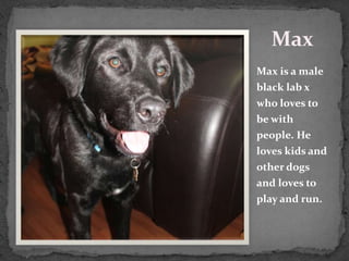 Max
Max is a male
black lab x
who loves to
be with
people. He
loves kids and
other dogs
and loves to
play and run.
 