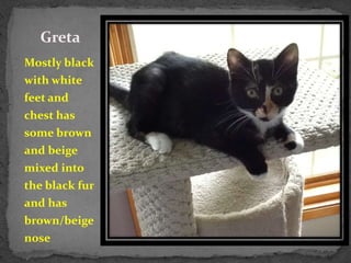 Greta
Mostly black
with white
feet and
chest has
some brown
and beige
mixed into
the black fur
and has
brown/beige
nose
 