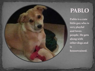 PABLO
Pablo is a cute
little guy who is
very playful
and loves
people. He gets
along with
other dogs and
is
housetrained.
 