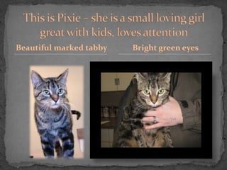 Beautiful marked tabby   Bright green eyes
 