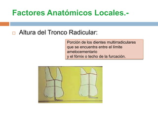 Factores Anatómicos Locales.-
 Altura del Tronco Radicular:
Porción de los dientes multirradiculares
que se encuentra entre el límite
amelocementario
y el fórnix o techo de la furcación.
 