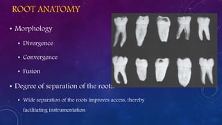 ROOT ANATOMY
• Morphology
• Divergence
• Convergence
• Fusion
• Degree of separation of the roots:
• Wide separation of the roots improves access, thereby
facilitating instrumentation
 