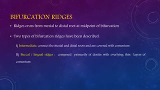 BIFURCATION RIDGES
• Ridges cross from mesial to distal root at midpoint of bifurcation
• Two types of bifurcation ridges have been described.
I) Intermediate: connect the mesial and distal roots and are covered with cementum
II) Buccal / lingual ridges : composed primarily of dentin with overlying thin layers of
cementum
 