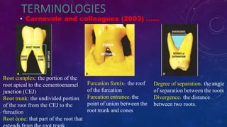 • Carnevale and colleagues (2003) ……
Root complex: the portion of the
root apical to the cementoenamel
junction (CEJ)
Root trunk: the undivided portion
of the root from the CEJ to the
furcation
Root cone: that part of the root that
Furcation fornix: the roof
of the furcation
Furcation entrance:the
point of union between the
root trunk and cones
Degree of separation: the angle
of separation between the roots
Divergence: the distance
between two roots.
 
