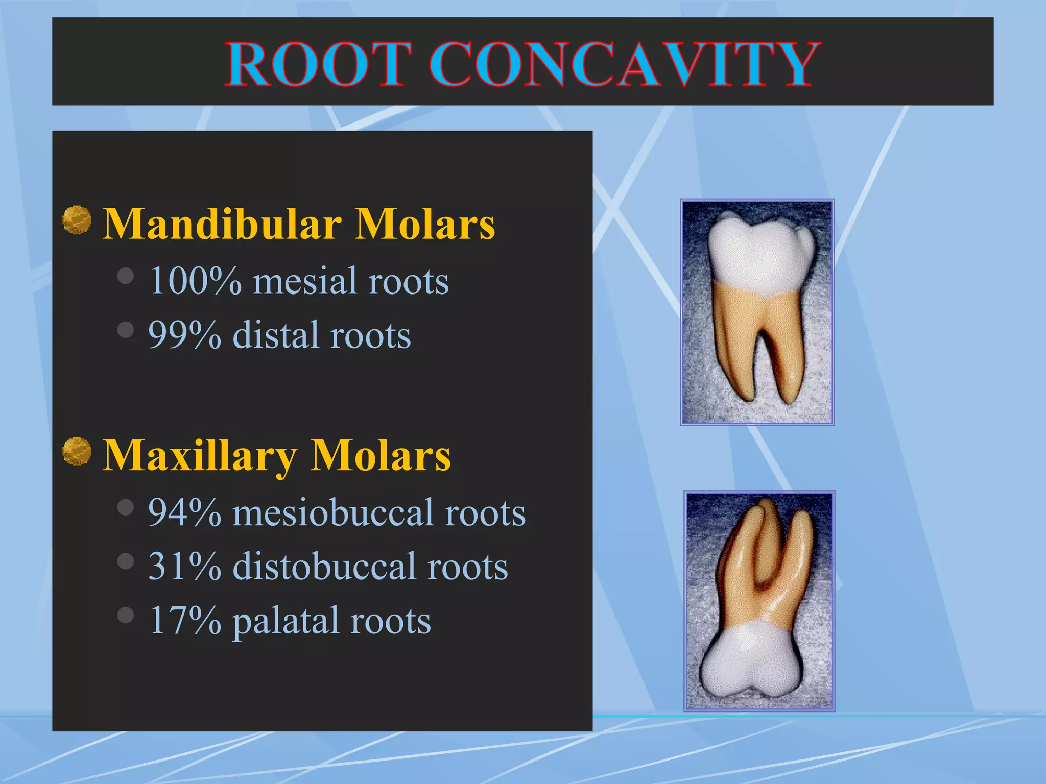 Mandibular Molars
100% mesial roots
99% distal roots
Maxillary Molars
94% mesiobuccal roots
31% distobuccal roots
17% palatal roots
 