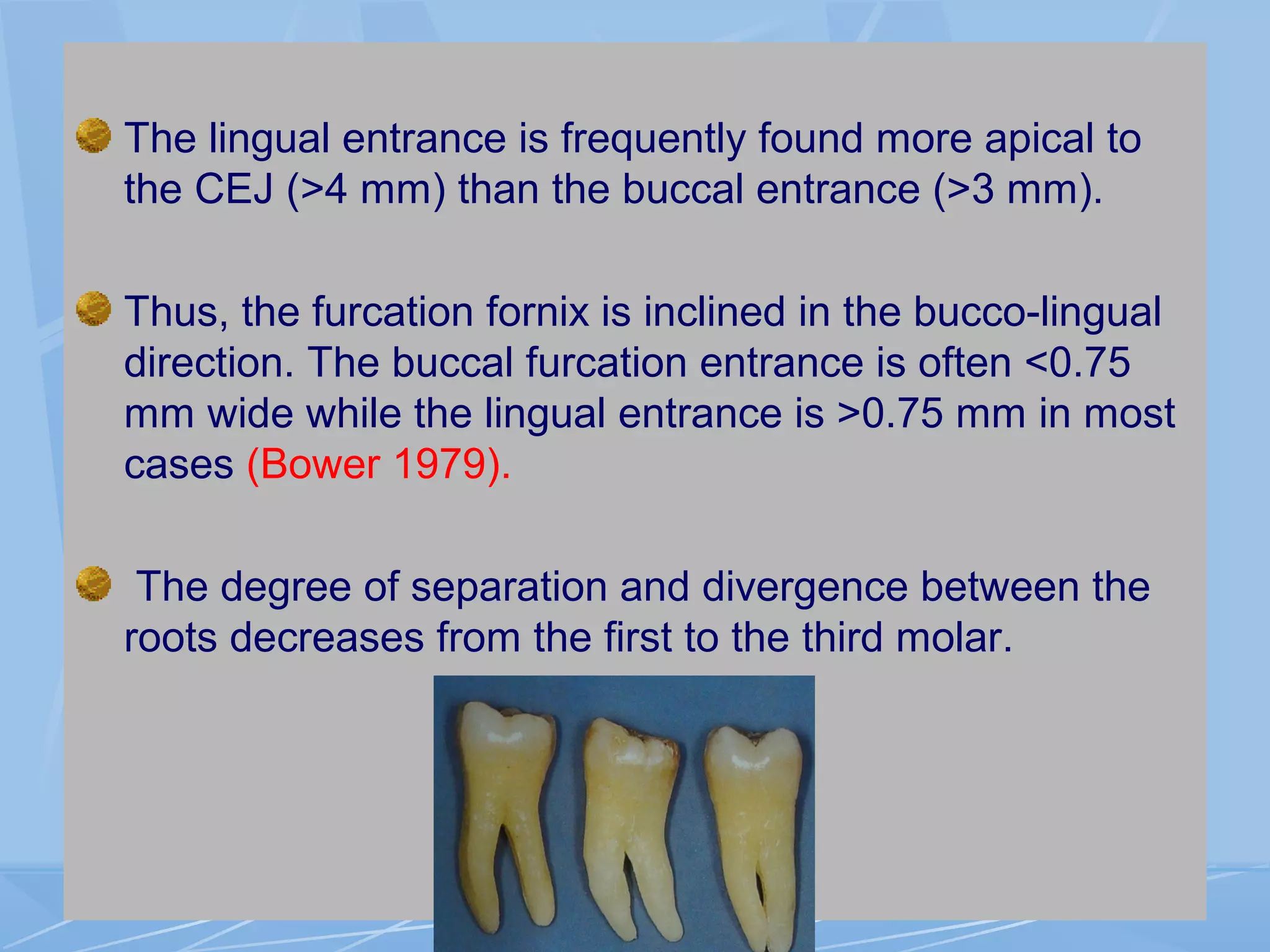 The lingual entrance is frequently found more apical to
the CEJ (>4 mm) than the buccal entrance (>3 mm).
Thus, the furcation fornix is inclined in the bucco-lingual
direction. The buccal furcation entrance is often <0.75
mm wide while the lingual entrance is >0.75 mm in most
cases (Bower 1979).
The degree of separation and divergence between the
roots decreases from the first to the third molar.
 