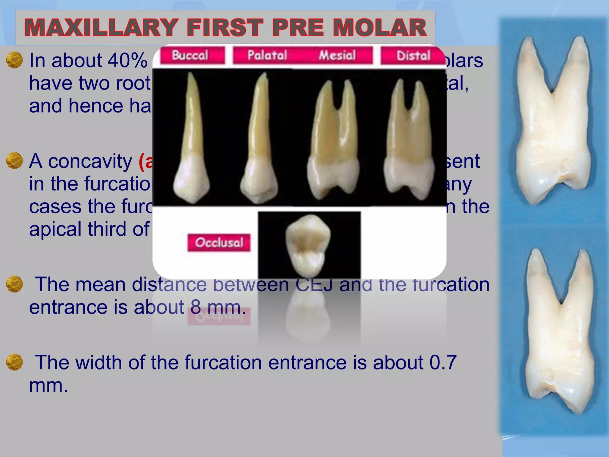 In about 40% of cases the maxillary first premolars
have two root cones, one buccal and one palatal,
and hence have a mesiodistal furcation.
A concavity (about 0.5 mm deep) is often present
in the furcation aspect of the buccal root. In many
cases the furcation is located in the middle or in the
apical third of the root complex .
The mean distance between CEJ and the furcation
entrance is about 8 mm.
The width of the furcation entrance is about 0.7
mm.
 