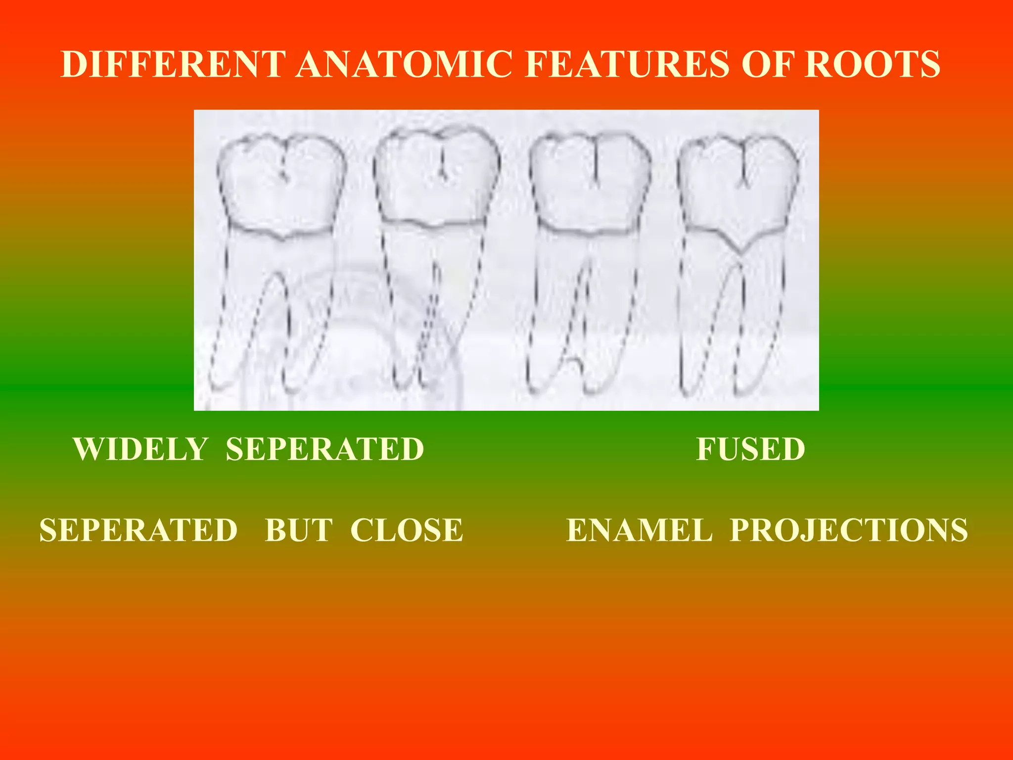 DIFFERENT ANATOMIC FEATURES OF ROOTS
WIDELY SEPERATED FUSED
SEPERATED BUT CLOSE ENAMEL PROJECTIONS
 