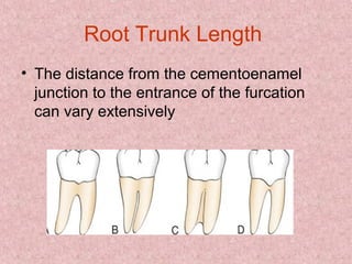 Root Trunk Length
• The distance from the cementoenamel
junction to the entrance of the furcation
can vary extensively
 