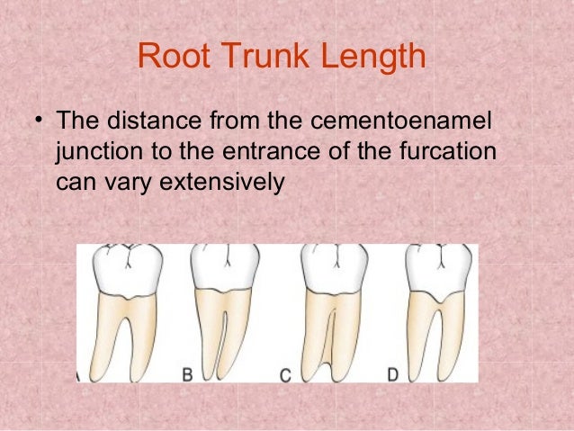furcation-ppt