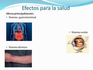 Efectos para la salud 
Afecta principalmente: 
 Sistema gastrointestinal 
 Sistema ocular 
 Sistema dérmico 
. 
 