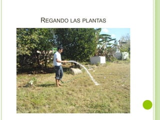 REGANDO LAS PLANTAS
 