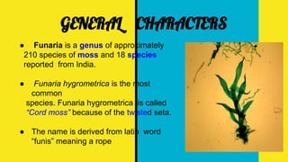 GENERAL CHARACTERS
● Funaria is a genus of approximately
210 species of moss and 18 species
reported from India.
● Funaria hygrometrica is the most
common
species. Funaria hygrometrica is called
“Cord moss” because of the twisted seta.
● The name is derived from latin word
“funis” meaning a rope
 