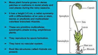 Funaria Section Furneria | PDF
