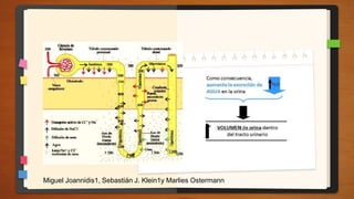 Miguel Joannidis1, Sebastián J. Klein1y Marlies Ostermann
 