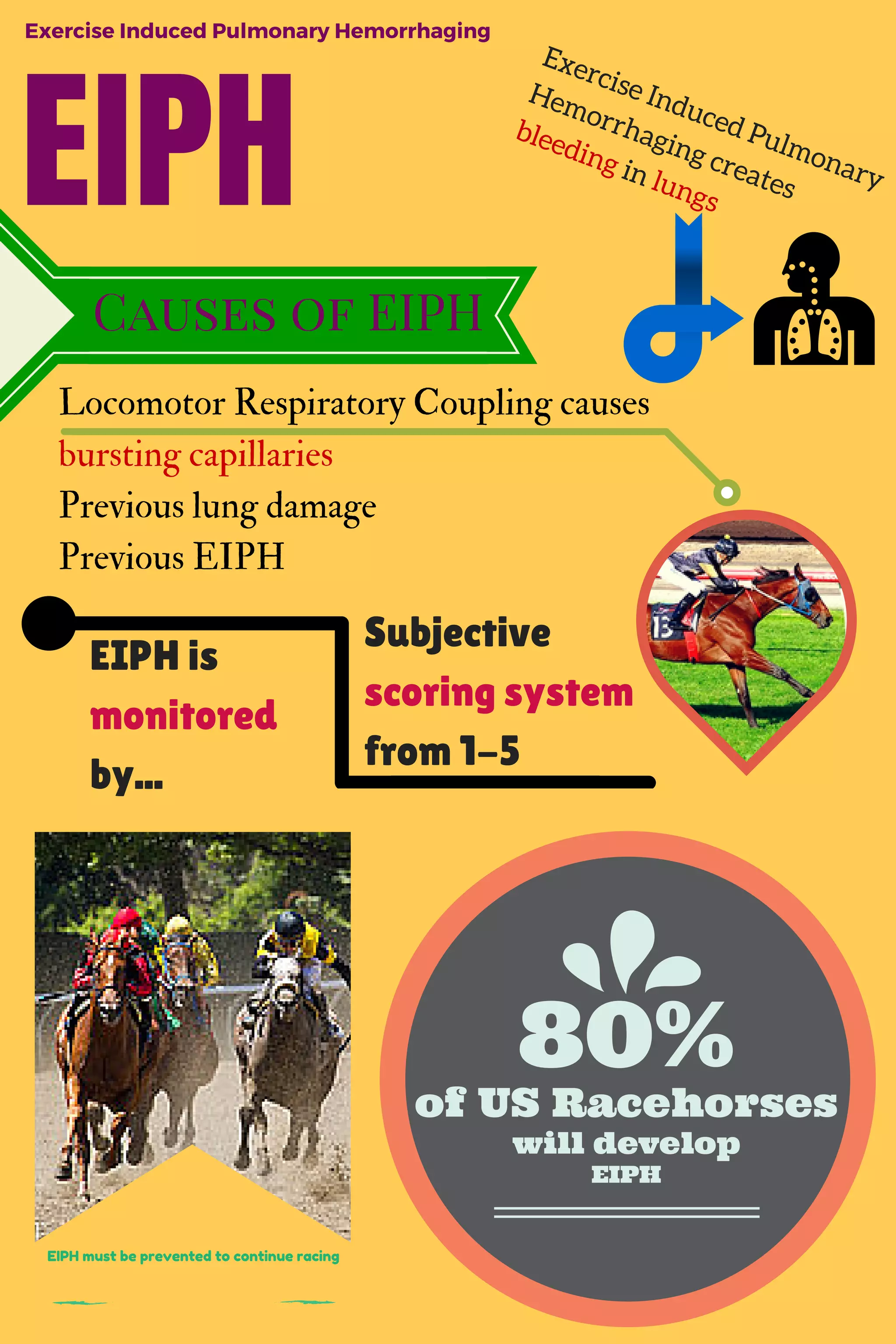 E
x
e
r
ci
s
e
I
n
d
u
c
e
d
P
ul
m
o
n
a
r
y
H
e
m
o
r
r
h
a
gi
n
g
c
r
e
at
e
s
bl
e
e
di
n
g
i
n
l
u
n
g
s
EIPH
Exercise Induced Pulmonary Hemorrhaging
Causes of EIPH
Locomotor Respiratory Coupling causes
bursting capillaries
Previous lung damage
Previous EIPH
EIPH is
monitored
by...
Subjective
scoring system
from 1-5
will develop
of US Racehorses
80%
EIPH
EIPH must be prevented to continue racing