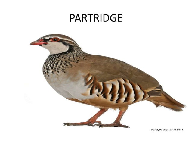 Furred games and feathered games | PPT