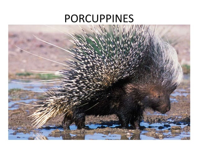 Furred games and feathered games | PPT