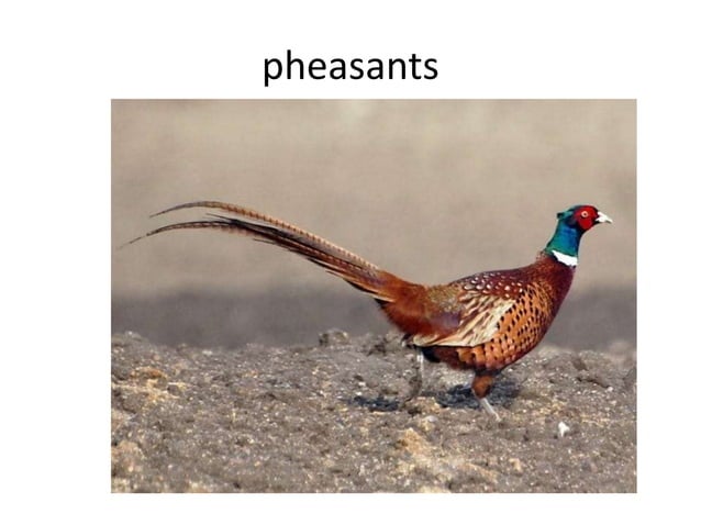 Furred games and feathered games | PPT