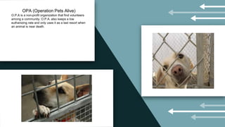 OPA (Operation Pets Alive)
O.P.A is a non-profit organization that find volunteers
among a community. O.P.A. also keeps a ...