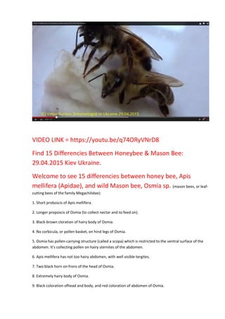 VIDEO LINK = https://youtu.be/q74ORyVNrD8
Find 15 Differencies Between Honeybee & Mason Bee:
29.04.2015 Kiev Ukraine.
Welcome to see 15 differencies between honey bee, Apis
mellifera (Apidae), and wild Mason bee, Osmia sp. (mason bees, or leaf-
cutting bees of the family Megachilidae):
1. Short proboscis of Apis mellifera.
2. Longer proposcis of Osmia (to collect nectar and to feed on).
3. Black-brown cloration of hairy body of Osmia.
4. No corbicula, or pollen basket, on hind legs of Osmia.
5. Osmia has pollen-carrying structure (called a scopa) which is restricted to the ventral surface of the
abdomen. It's collecting pollen on hairy sternites of the abdomen.
6. Apis mellifera has not too hairy abdomen, with well visible tergites.
7. Two black horn on frons of the head of Osmia.
8. Extremely hairy body of Osmia.
9. Black coloration ofhead and body, and red coloration of abdomen of Osmia.
 