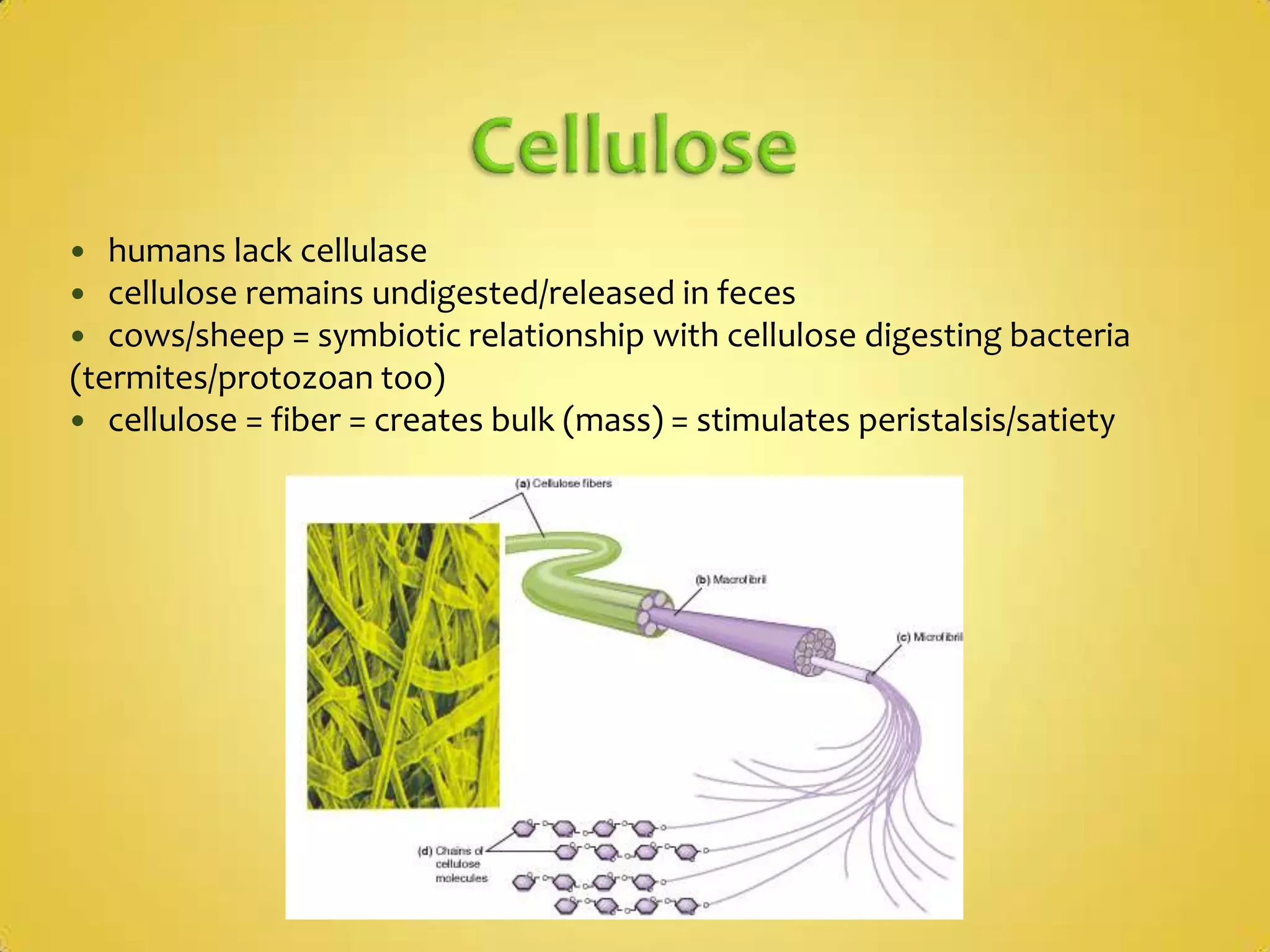 How?presence of food in stomach  = secretion of gastrin by endocrine cells within the stomach wall -> target tissue: gastric juice cells in stomachgastrin: polypeptide hormone produced by mucous lining of stomachstimulates HCl production (parietal cells) and pepsinogen production (chief cells)when pH in stomach drops = gastrin secretion is inhibited by secretin (duodenum secretion)Membrane-bound enzymes in the gut epitheliumenzyme is attached to fixed surface = more efficient = not removed/plays other roles tooexamples of membrane bound enzymes = enterokinase, maltase, lactase, sucrase