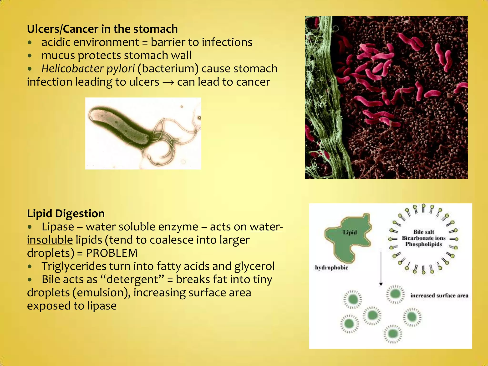 Digestive EnzymesPepsin/Trypsin = proteasesPepsinogen (stomach) + Trypsinogen (pancreas) = zymogens = inactive enzyme precursor chemically altered after secretion to become active (this prevents self digestion of the cell)