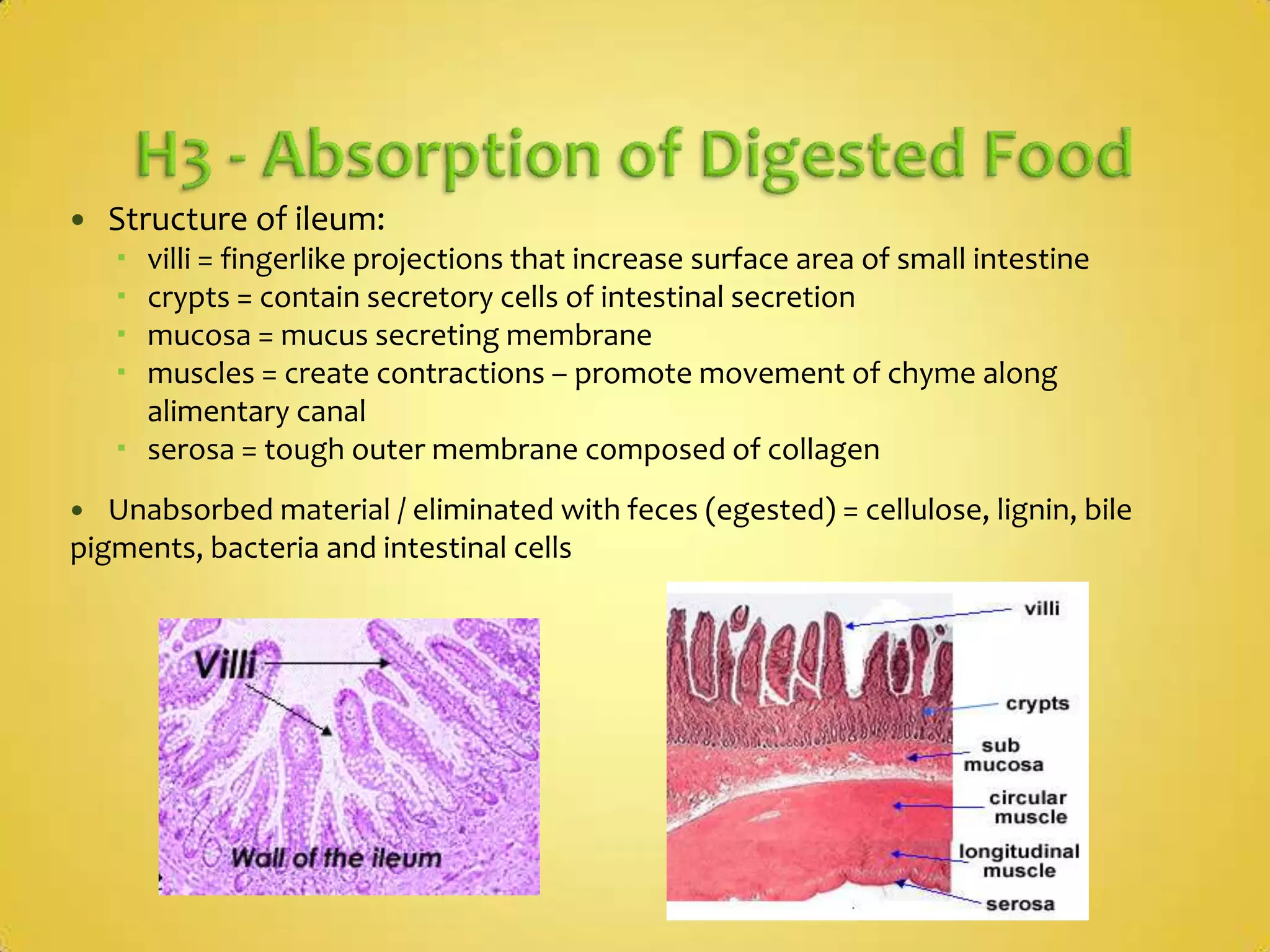 Ulcers/Cancer in the stomachacidic environment = barrier to infectionsmucus protects stomach wallHelicobacter pylori (bacterium) cause stomach infection leading to ulcers -> can lead to cancerLipid DigestionLipase – water soluble enzyme – acts on water-insoluble lipids (tend to coalesce into larger droplets) = PROBLEMTriglycerides turn into fatty acids and glycerolBile acts as “detergent” = breaks fat into tiny droplets (emulsion), increasing surface area exposed to lipase