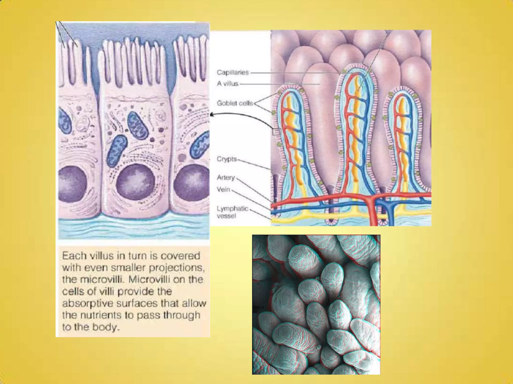 H3 - Absorption of Digested FoodStructure of ileum:villi = fingerlike projections that increase surface area of small intestinecrypts = contain secretory cells of intestinal secretionmucosa = mucus secreting membranemuscles = create contractions – promote movement of chyme along alimentary canalserosa = tough outer membrane composed of collagenUnabsorbed material / eliminated with feces (egested) = cellulose, lignin, bile pigments, bacteria and intestinal cells