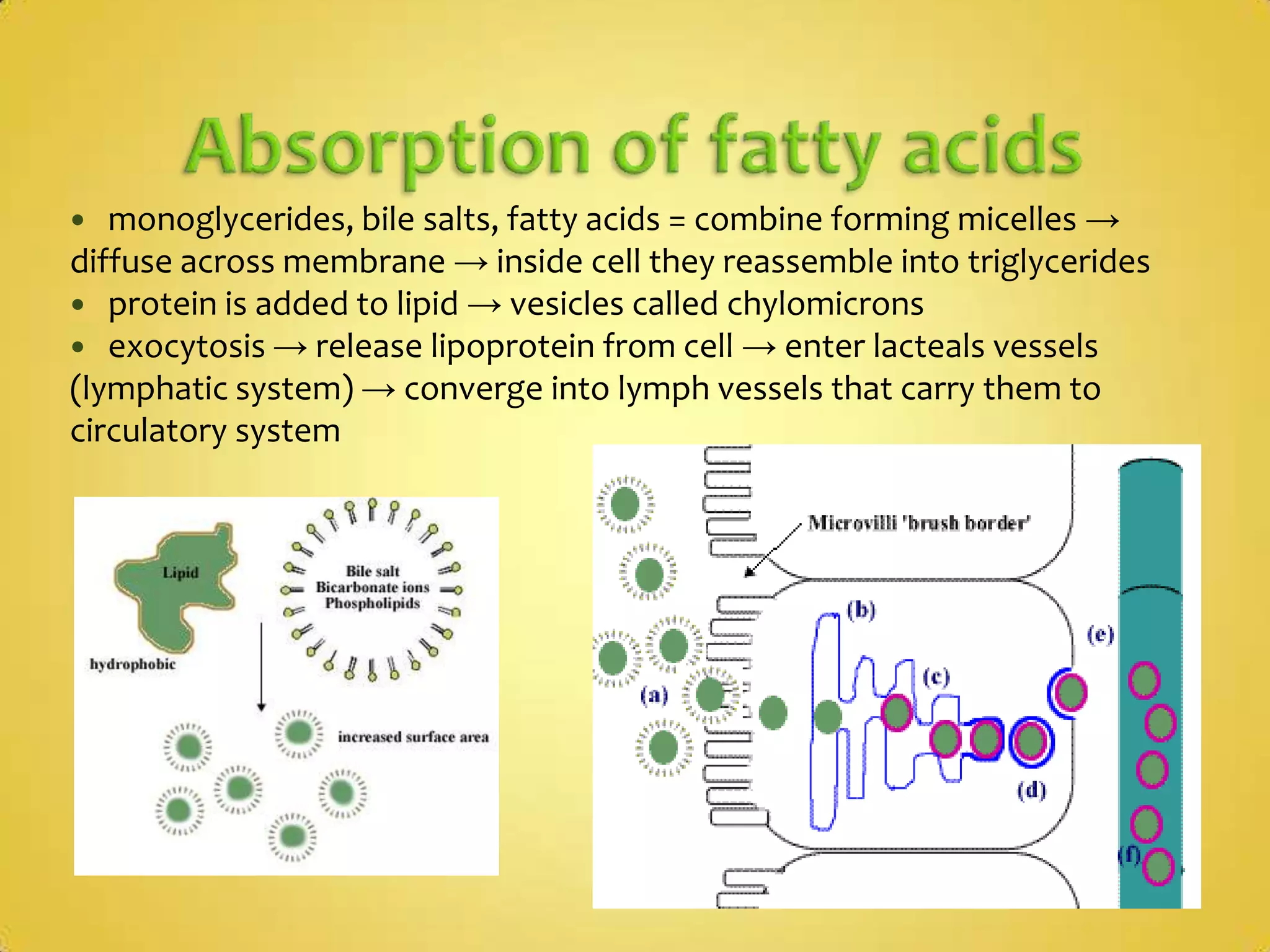 Absorption in the small intestineabsorption happens through epithelial cells covering each villusnutrients must cross epithelial cells (not enough space to go between cells = tight junctions)cell membrane = microvilli = increase surface area even morecell uses ATP to make endocytosis happen (cell needs many mitochondria for that)Transport in the intestine can involve:Simple diffusion (molecules follow concentration gradient, crossing the membrane through channel proteins – “pore”)Facilitated diffusion (ex. Fructose)Active transport (ex. Glucose = pumps use energy to move nutrient against concentration gradient)Endocytosis (pynocytosis = cells uses energy = vesicles carry substances)