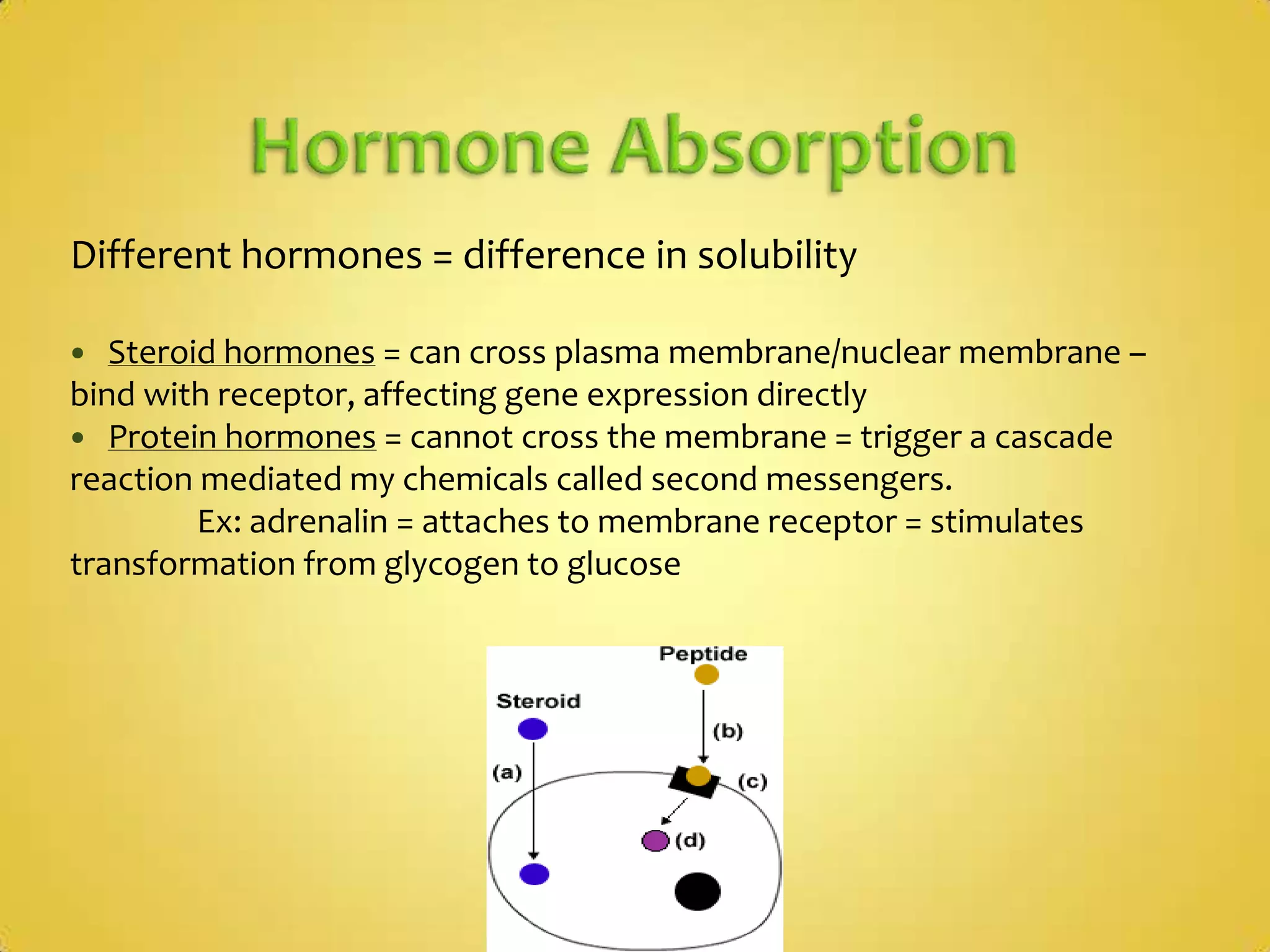Hormone AbsorptionDifferent hormones = difference in solubilitySteroid hormones = can cross plasma membrane/nuclear membrane – bind with receptor, affecting gene expression directlyProtein hormones = cannot cross the membrane = trigger a cascade reaction mediated my chemicals called second messengers. 	Ex: adrenalin = attaches to membrane receptor = stimulates transformation from glycogen to glucose