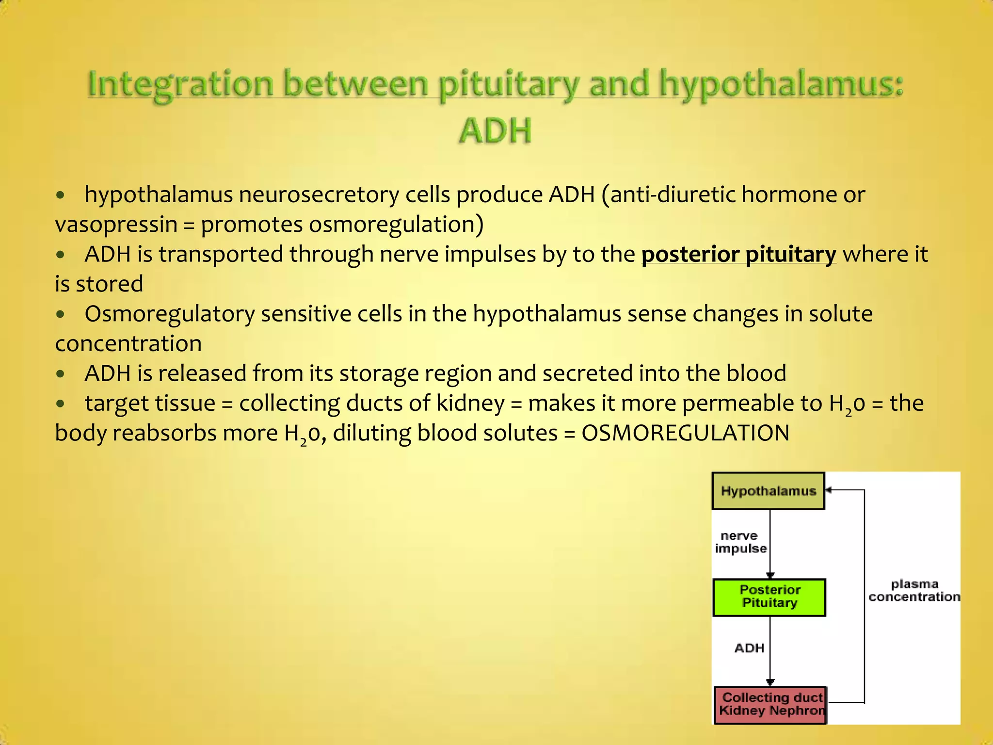 Integration between pituitary and hypothalamus:ADHhypothalamus neurosecretory cells produce ADH (anti-diuretic hormone or vasopressin = promotes osmoregulation) ADH is transported through nerve impulses by to the posterior pituitary where it is stored Osmoregulatory sensitive cells in the hypothalamus sense changes in solute concentrationADH is released from its storage region and secreted into the bloodtarget tissue = collecting ducts of kidney = makes it more permeable to H20 = the body reabsorbs more H20, diluting blood solutes = OSMOREGULATION
