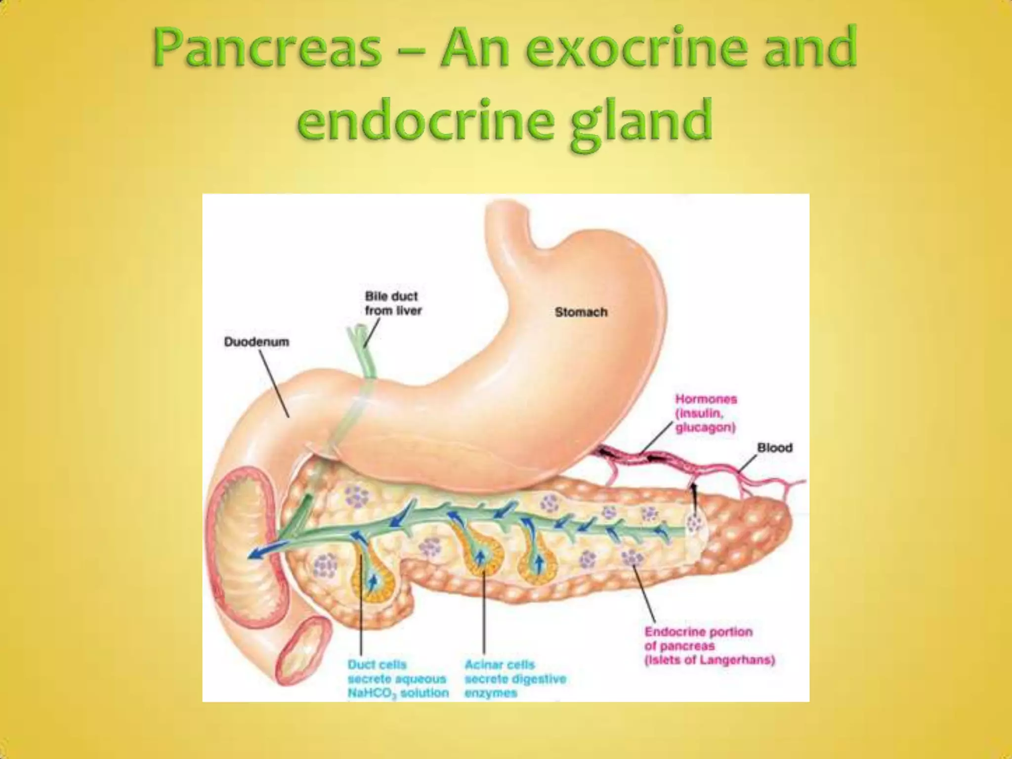 Pancreas – An exocrine and endocrine gland